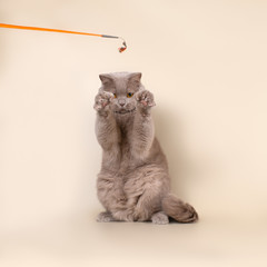 british cats on the studio backgrounds