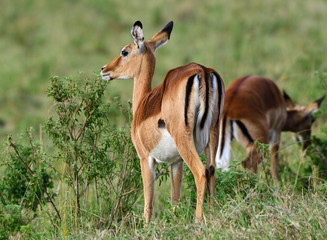 Gazelle