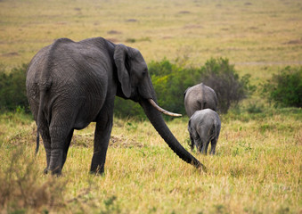 African Elephants