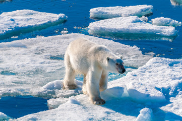 Large polar bear walking on the ice pack in the Arctic Circle, Barentsoya, Svalbard, Norway © Don Landwehrle