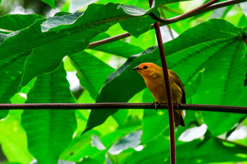 bird on a branch
