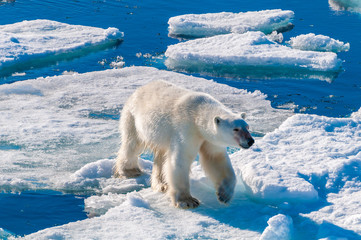 Large polar bear walking on the ice pack in the Arctic Circle, Barentsoya, Svalbard, Norway © Don Landwehrle