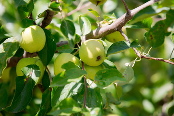 Growing organic green apples on the branch. Garden crops green background