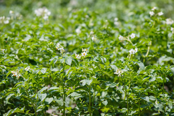Fototapeta na wymiar Potato bush blooming with white flowers. Harvest potatoes, a large field of planted crops