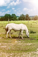 Obraz na płótnie Canvas White horse grazes in a meadow in the village, green field blue sky