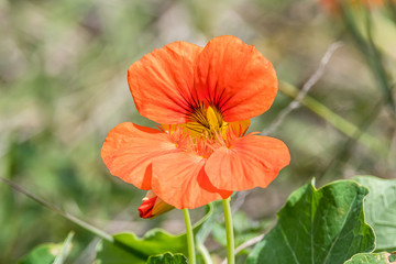 Orange Red Nasturtium Wildflowers