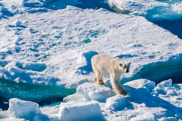 Large polar bear walking on the ice pack in the Arctic Circle, Barentsoya, Svalbard, Norway © Don Landwehrle
