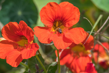 Fototapeta premium Orange Red Nasturtium Wildflowers and Honey Bee