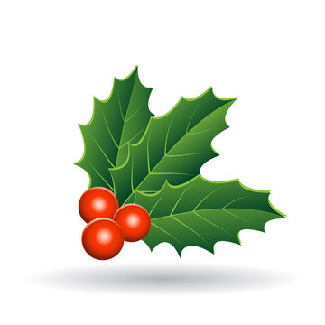 Holly Berries with Stacked Leaves Illustration