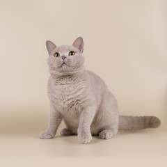 british cats on the studio backgrounds