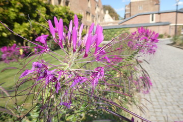 Obraz premium Autumn Flowers