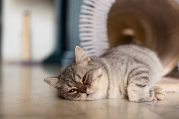 Scottish Straight. Cute cat portrait, happy pet.