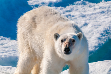 Large polar bear walking on the ice pack in the Arctic Circle, Barentsoya, Svalbard, Norway