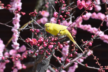 インコと梅