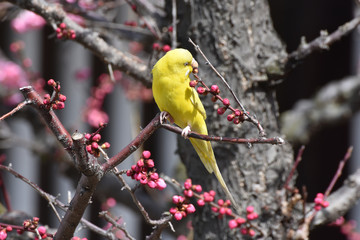 インコと梅