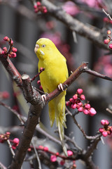 インコと梅