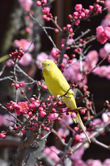 インコと梅