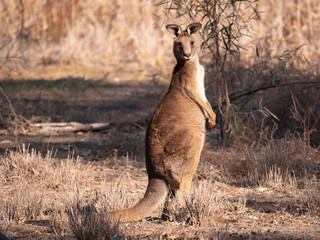 Eastern Grey Kangaroo standing up © Chris Ison