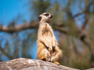 Meerkat looking out alert for danger