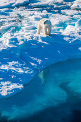 Naklejka premium Large polar bear walking on the ice pack in the Arctic Circle, Barentsoya, Svalbard, Norway