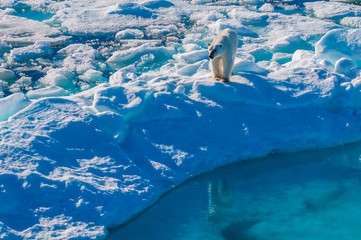 Naklejka premium Large polar bear walking on the ice pack in the Arctic Circle, Barentsoya, Svalbard, Norway