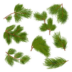 Fir tree branches. Pine tree branches for chrismas decorations. icons set composition banner realistic abstract vector illustration