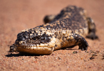 Shingleback lizard in outback Australia