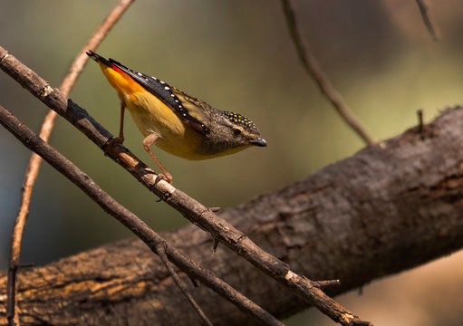 Spotted Pardalote perched on a branch