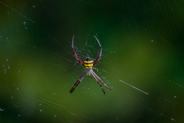 spider on web