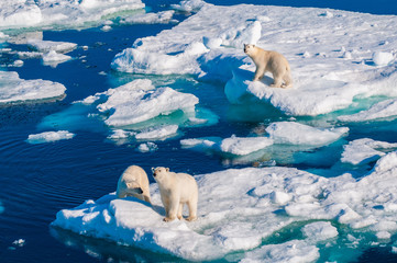 Mother polar  bear with cubs on  ice pack in the Arctic Circle, Barentsoya, Svalbard, Norway