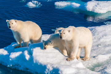 Mother polar  bear with cubs on  ice pack in the Arctic Circle, Barentsoya, Svalbard, Norway © Don Landwehrle