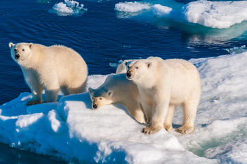 Mother polar  bear with cubs on  ice pack in the Arctic Circle, Barentsoya, Svalbard, Norway © Don Landwehrle
