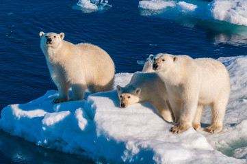 Mother polar  bear with cubs on  ice pack in the Arctic Circle, Barentsoya, Svalbard, Norway © Don Landwehrle
