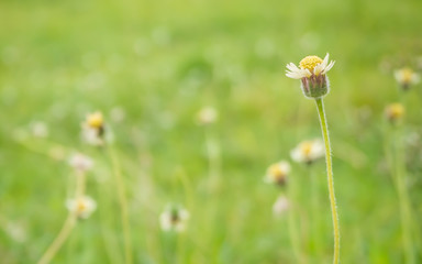 Closeup of flowers on the roadside, green background