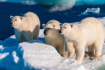 Mother polar  bear with cubs on  ice pack in the Arctic Circle, Barentsoya, Svalbard, Norway © Don Landwehrle