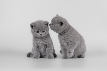 british cats on the studio backgrounds