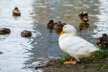Nice rare snow white duck on lake nature wild birds life