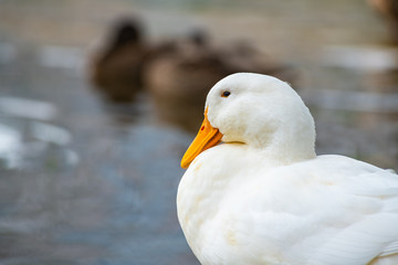 Nice rare snow white duck on lake nature wild birds life