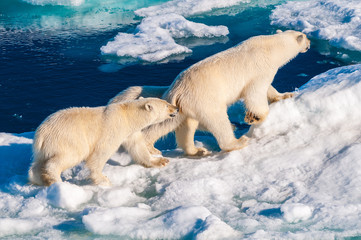 Mother polar  bear with cubs on  ice pack in the Arctic Circle, Barentsoya, Svalbard, Norway © Don Landwehrle