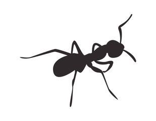 Silhouette ant on white background. Vector icon.