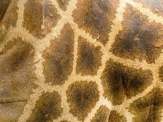 Obraz premium close up of a giraffes skin and patterned fur on a large male giraffe