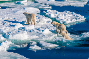 Mother polar  bear with cubs on  ice pack in the Arctic Circle, Barentsoya, Svalbard, Norway © Don Landwehrle