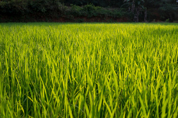 green paddy field asia