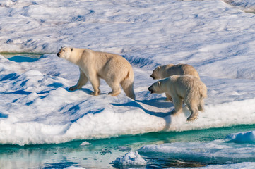 Mother polar  bear with cubs on  ice pack in the Arctic Circle, Barentsoya, Svalbard, Norway © Don Landwehrle