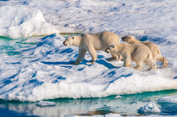 Mother polar  bear with cubs on  ice pack in the Arctic Circle, Barentsoya, Svalbard, Norway © Don Landwehrle