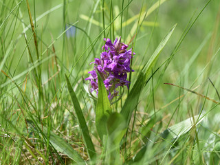 wild orchid named Knabenkraut