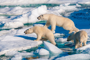 Mother polar  bear with cubs on  ice pack in the Arctic Circle, Barentsoya, Svalbard, Norway © Don Landwehrle