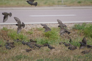 Szpaki ,szpaki w deszczowy dzień ,przelot na zimowisko ,wedrówka ptactwa ,stado ptaków