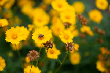 Spring Flowers