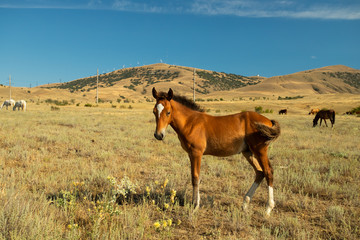 Fototapeta na wymiar Foal Walks At Meadow In Sunny Day At Megan Cape, Crimea, Russia.